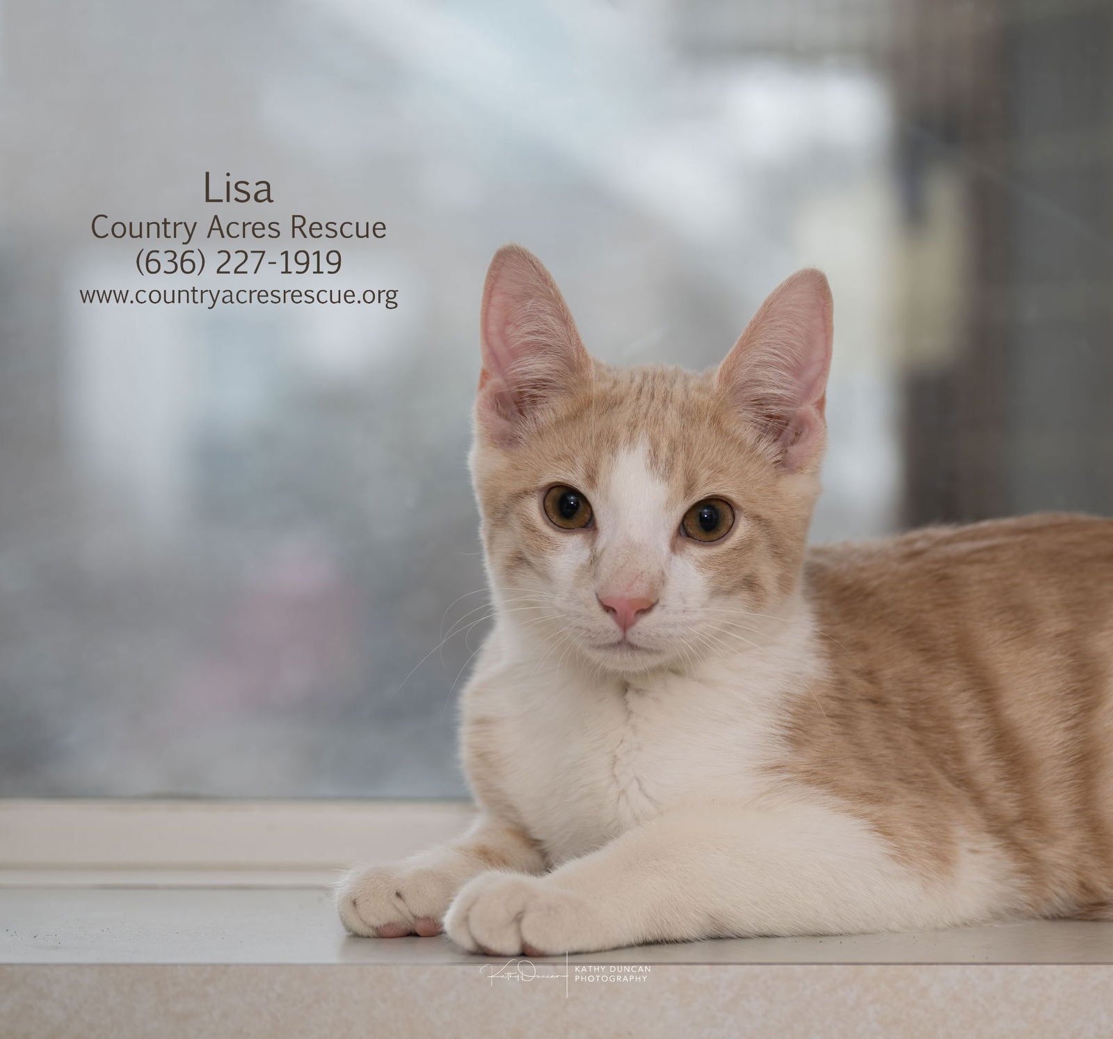 BART - Domestic Short Hair available for adoption