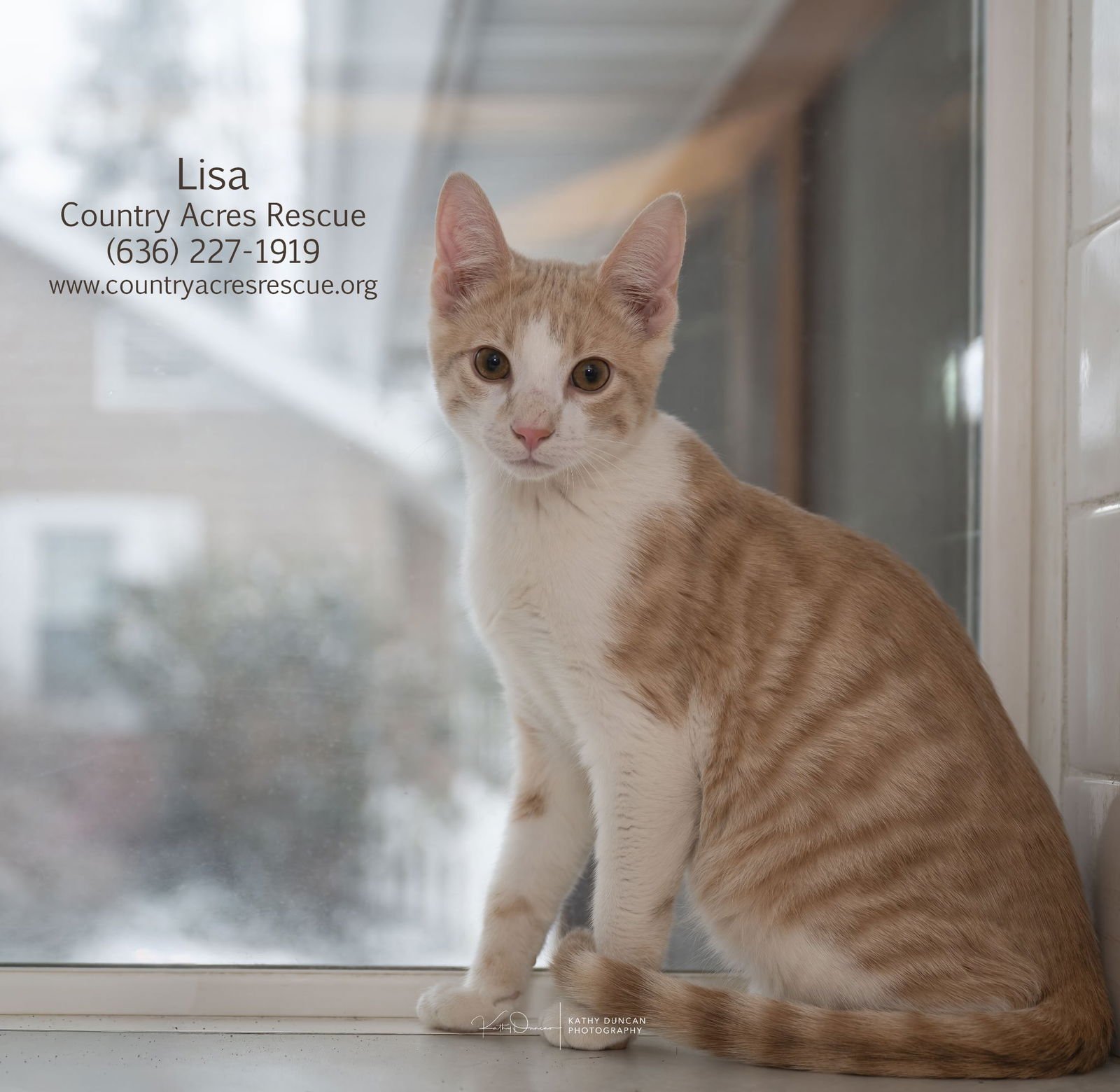 BART - Domestic Short Hair available for adoption