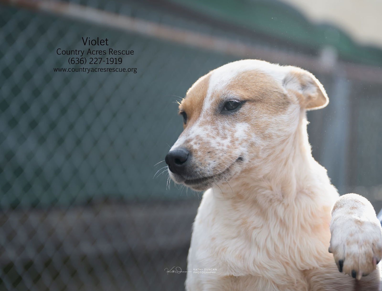 VIOLET - Cattle Dog available for adoption