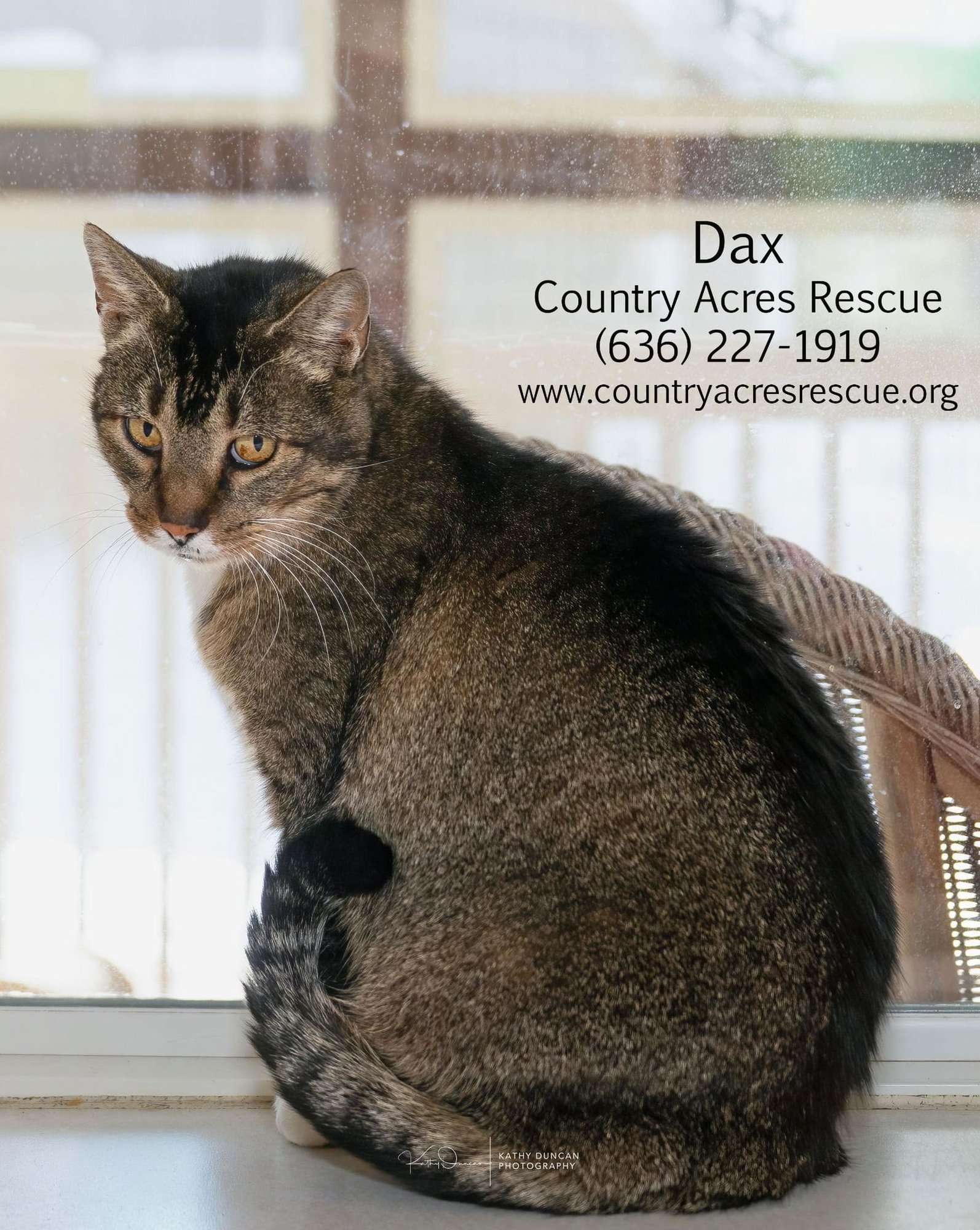 DAX - Domestic Short Hair available for adoption