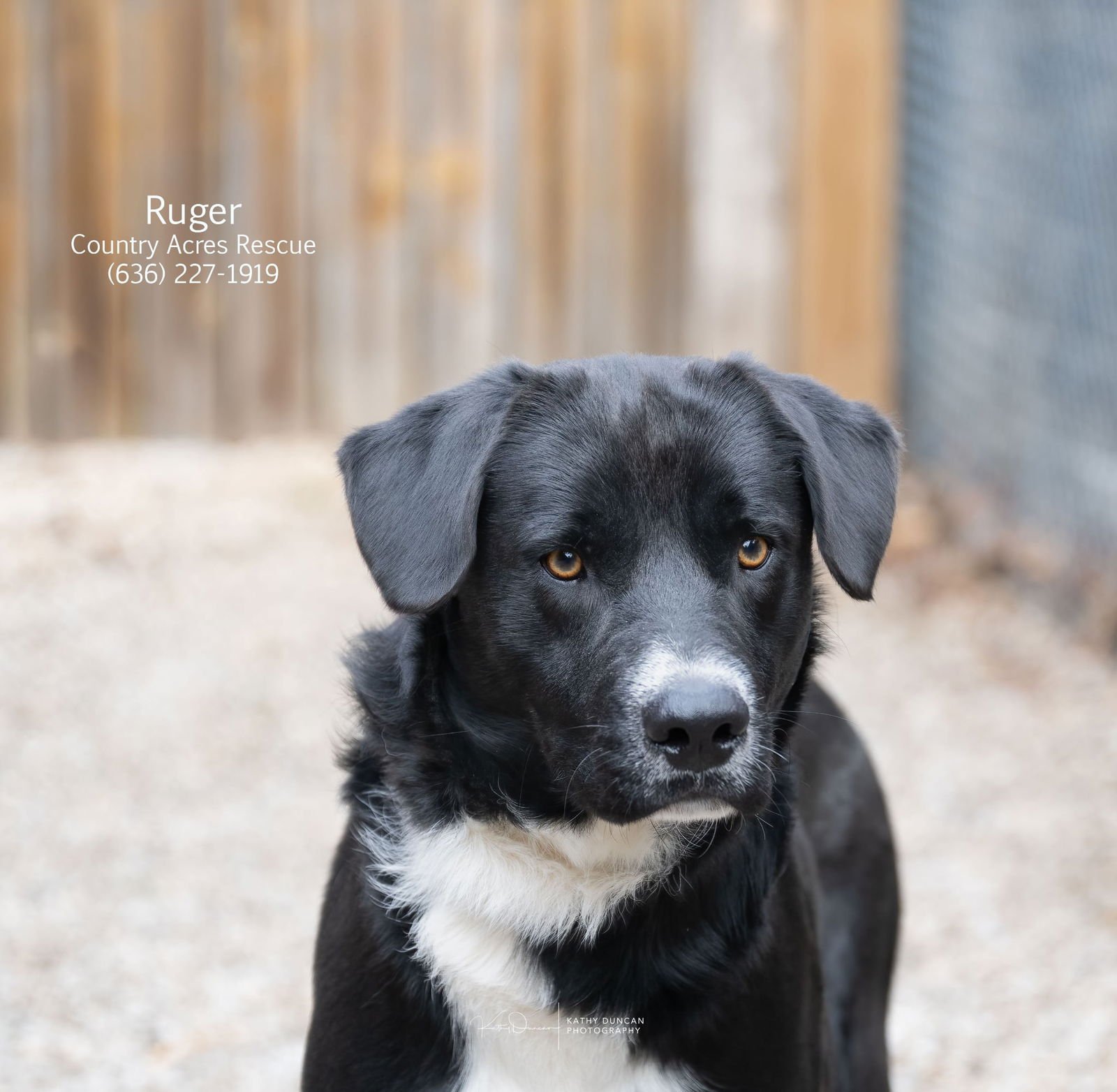 RUGER - Retriever available for adoption