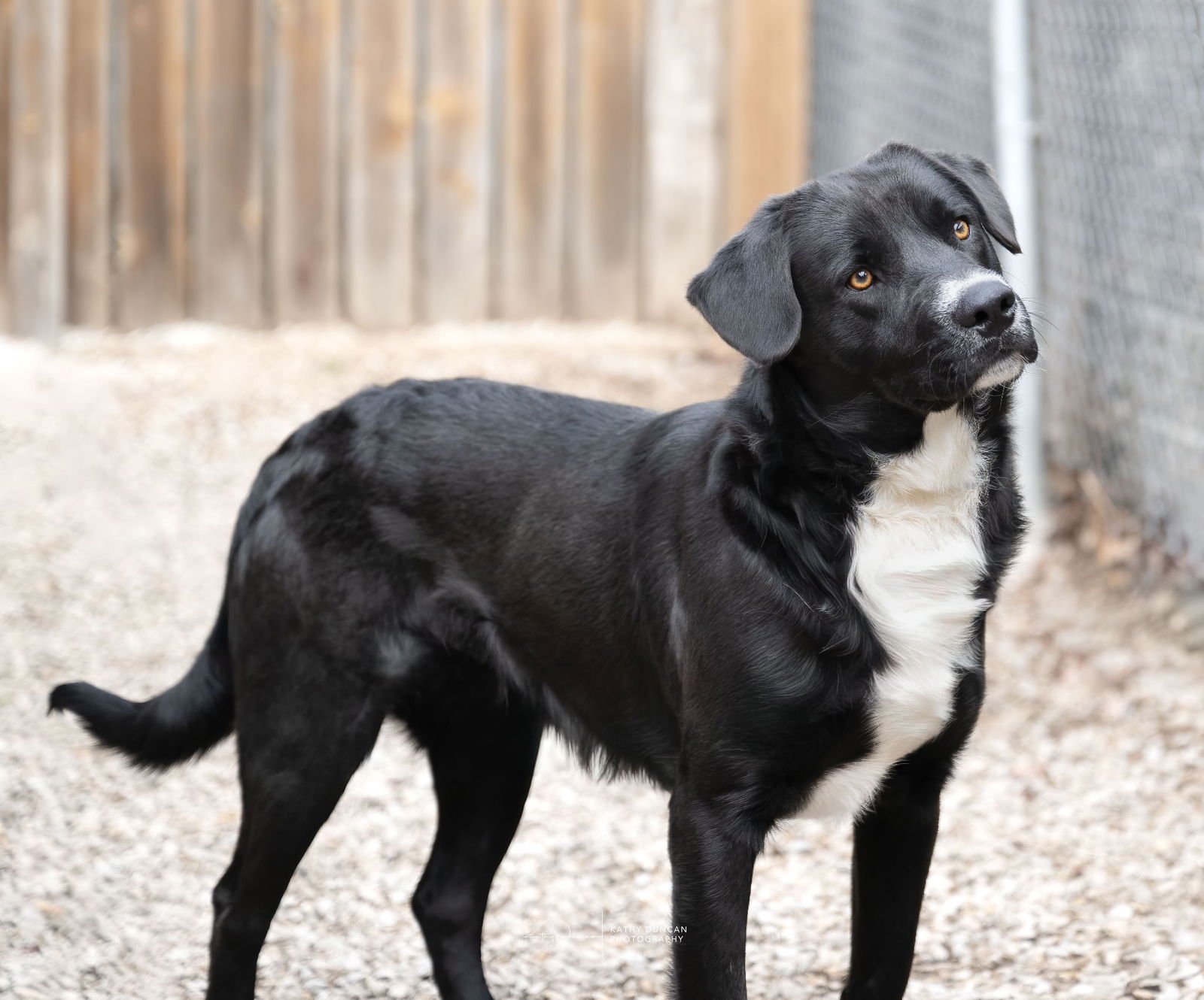 RUGER - Retriever available for adoption