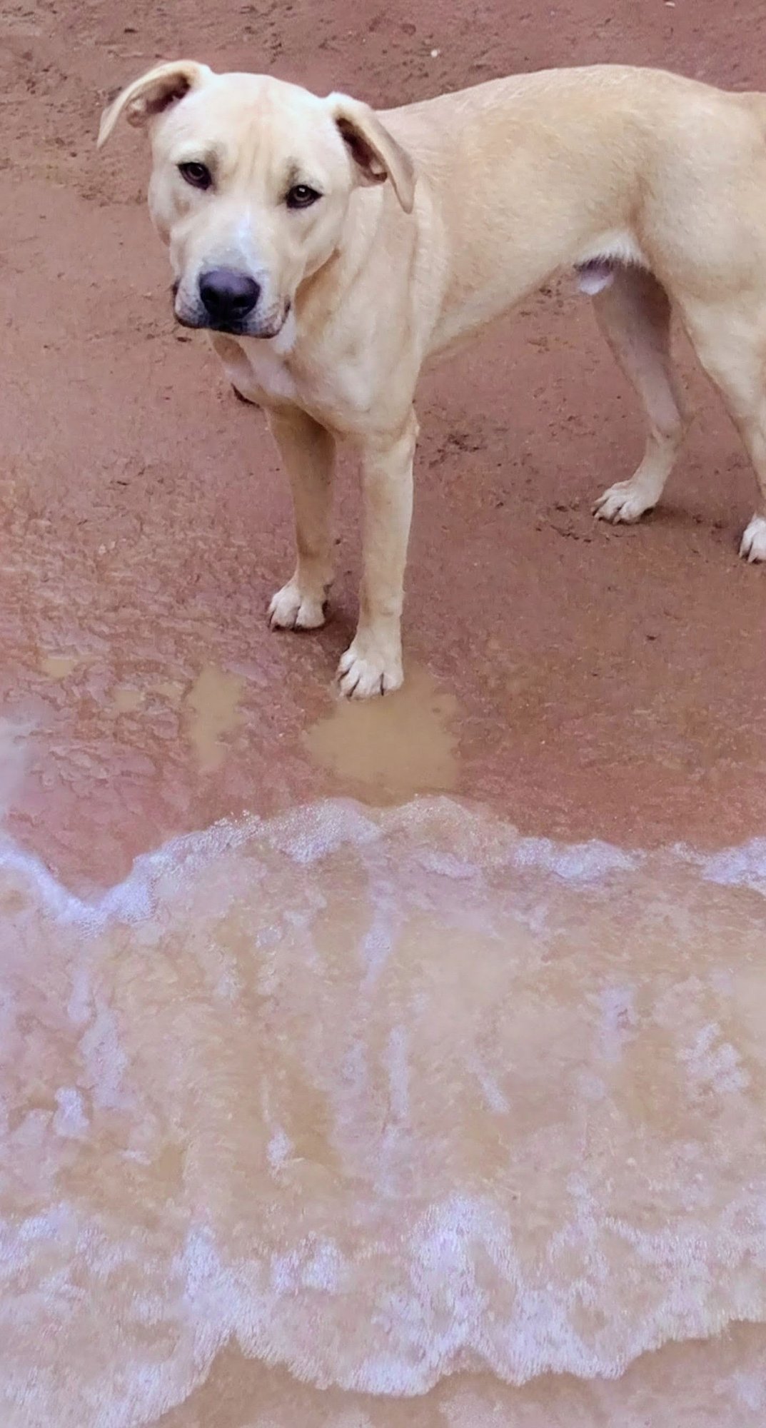 SEVEN DWARFS - Anatolian Shepherd / Labrador Retriever available for adoption