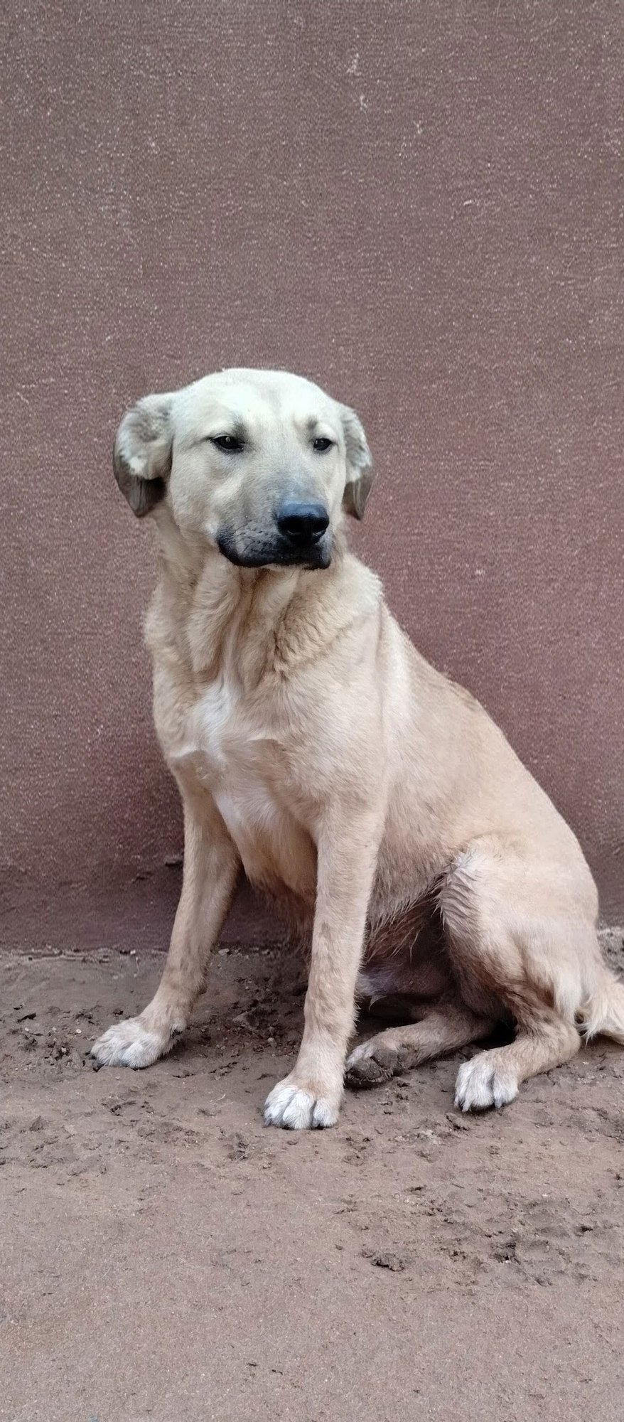 SEVEN DWARFS - Anatolian Shepherd / Labrador Retriever available for adoption