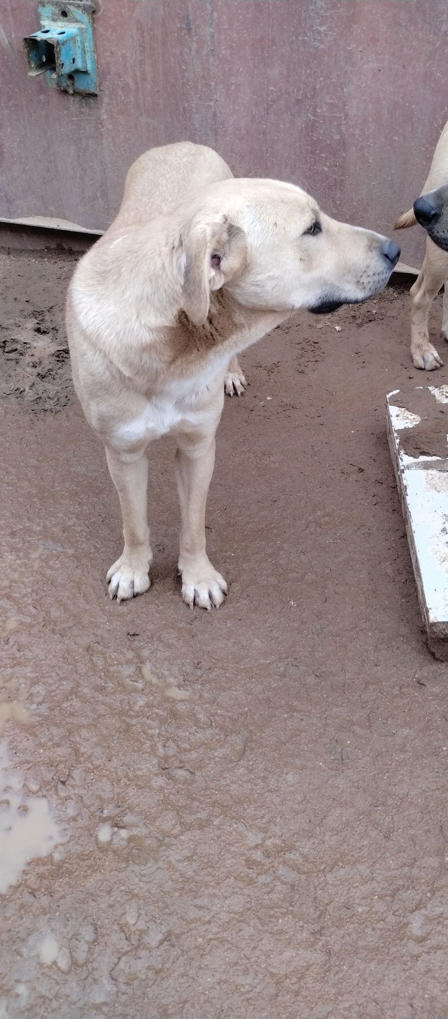 Seven Dwarfs - Photo 4