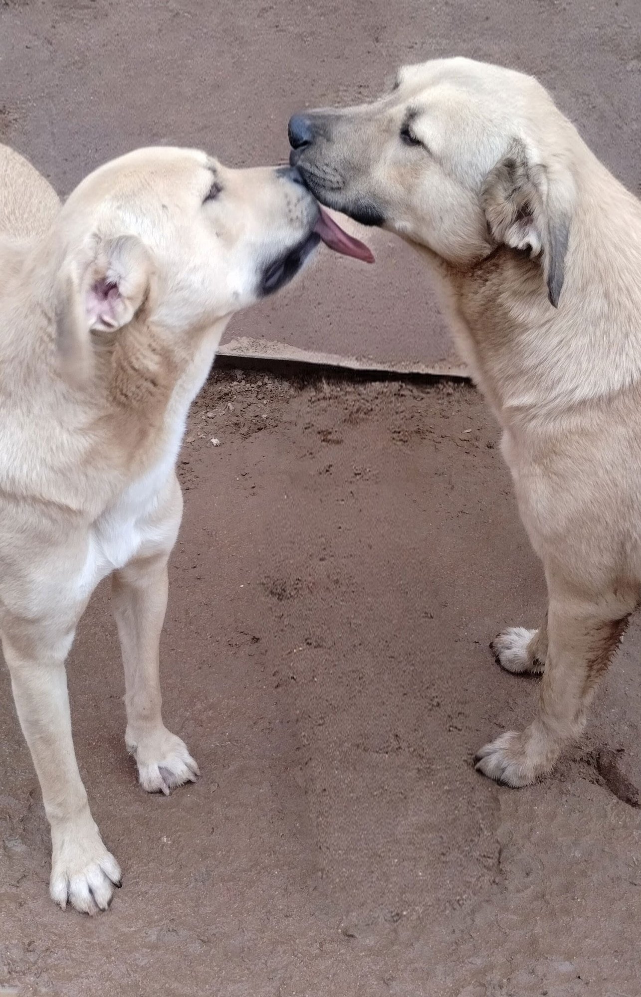 Seven Dwarfs - Photo 5