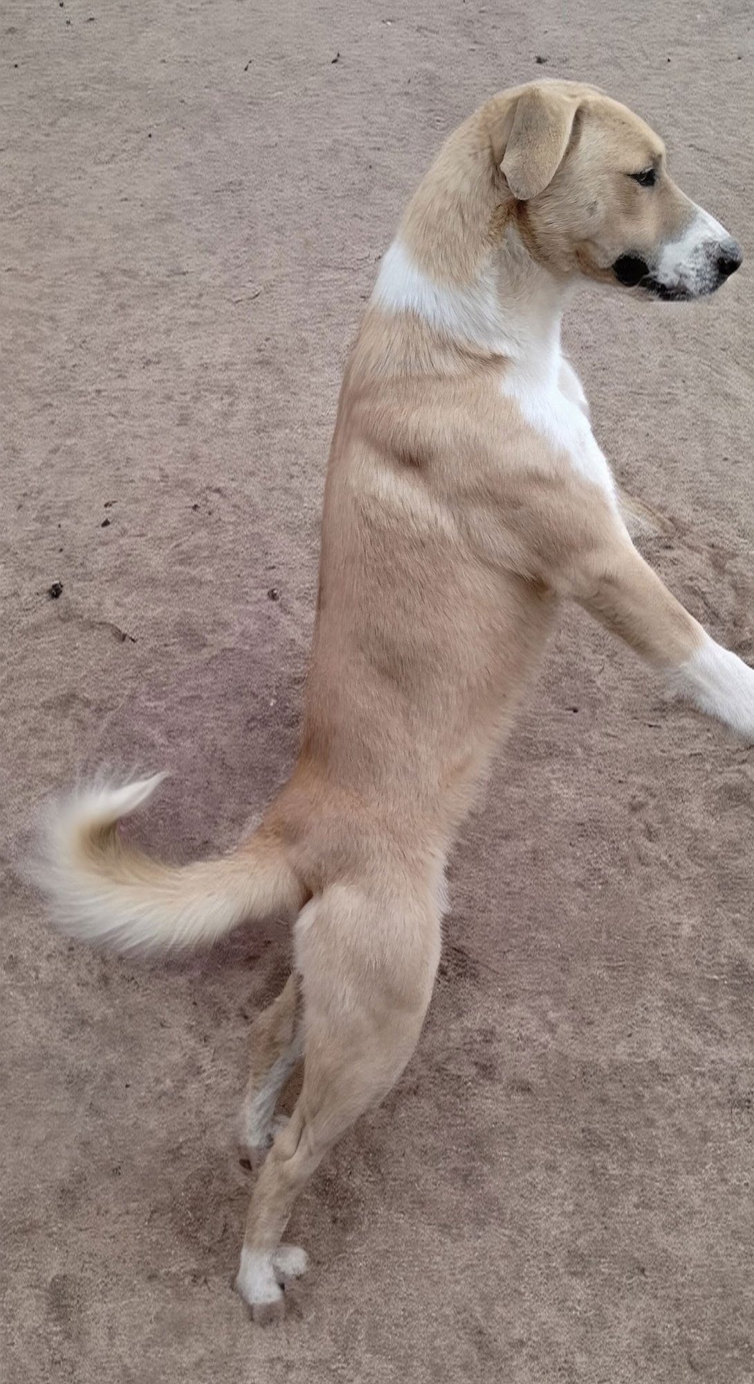 Seven Dwarfs - Photo 6