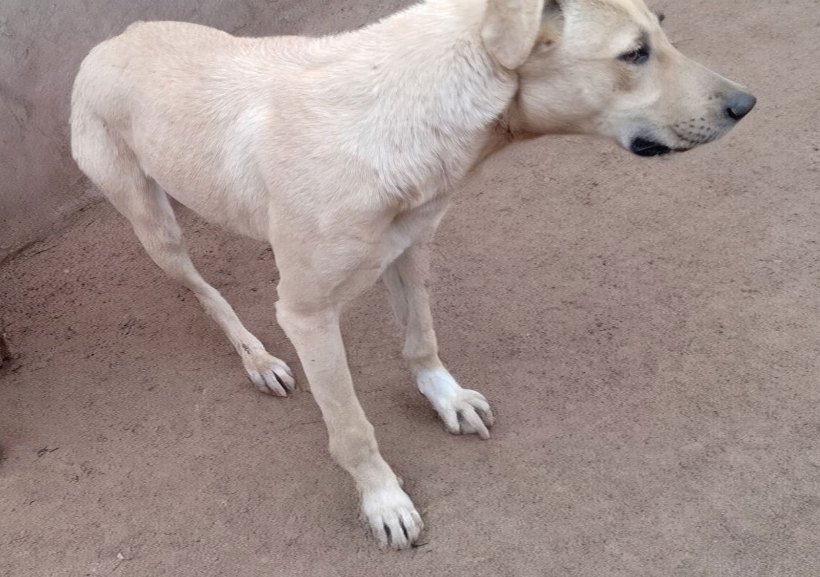 Seven Dwarfs - Photo 7