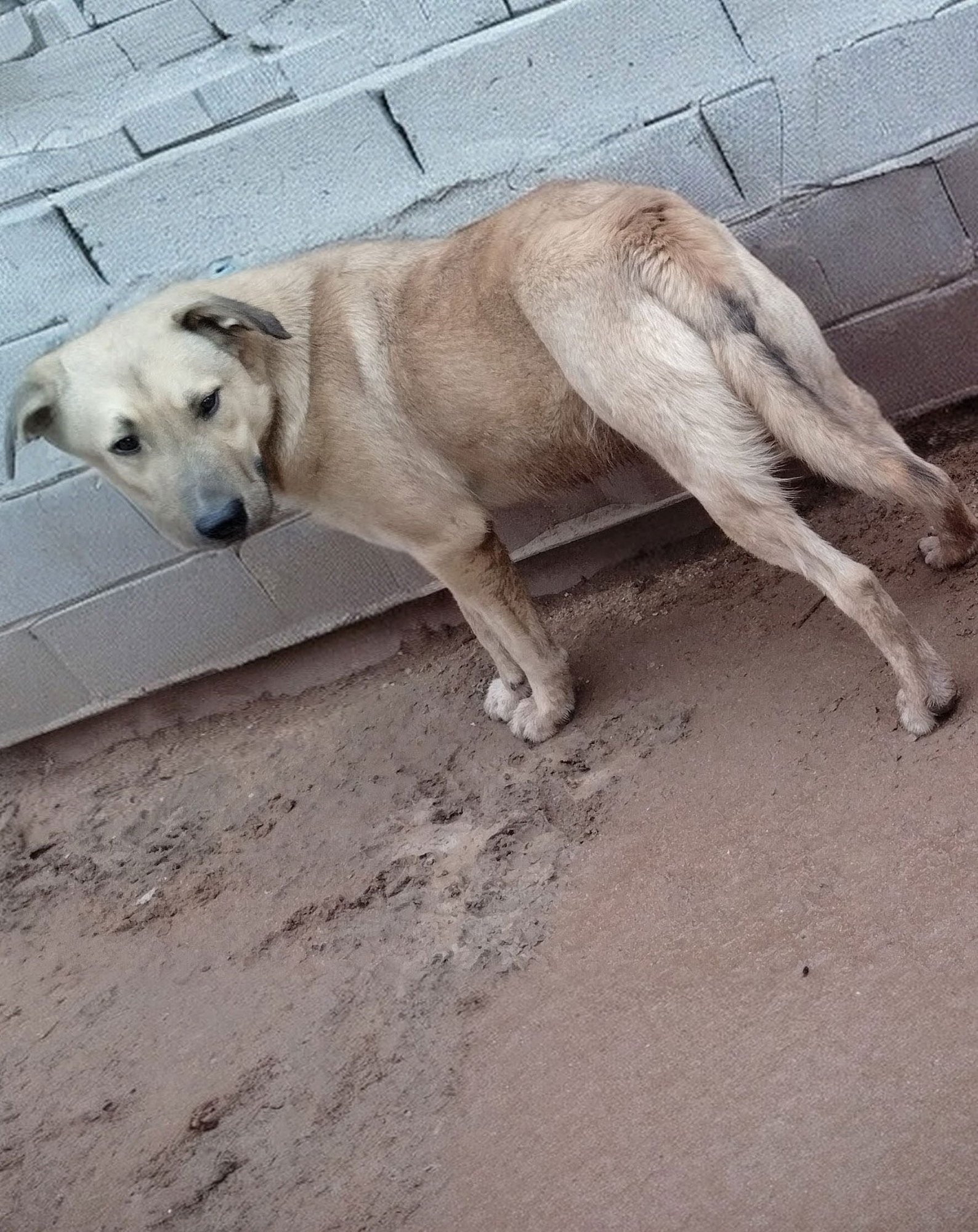 Seven Dwarfs - Photo 8