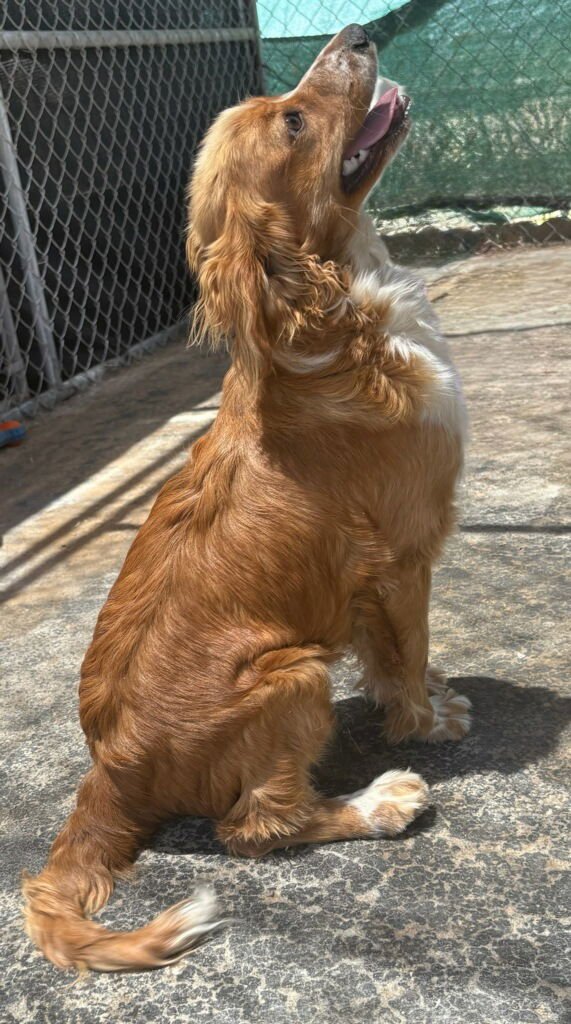 SUNSHINE - Cavalier King Charles Spaniel available for adoption