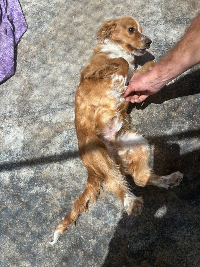 SUNSHINE - Cavalier King Charles Spaniel available for adoption