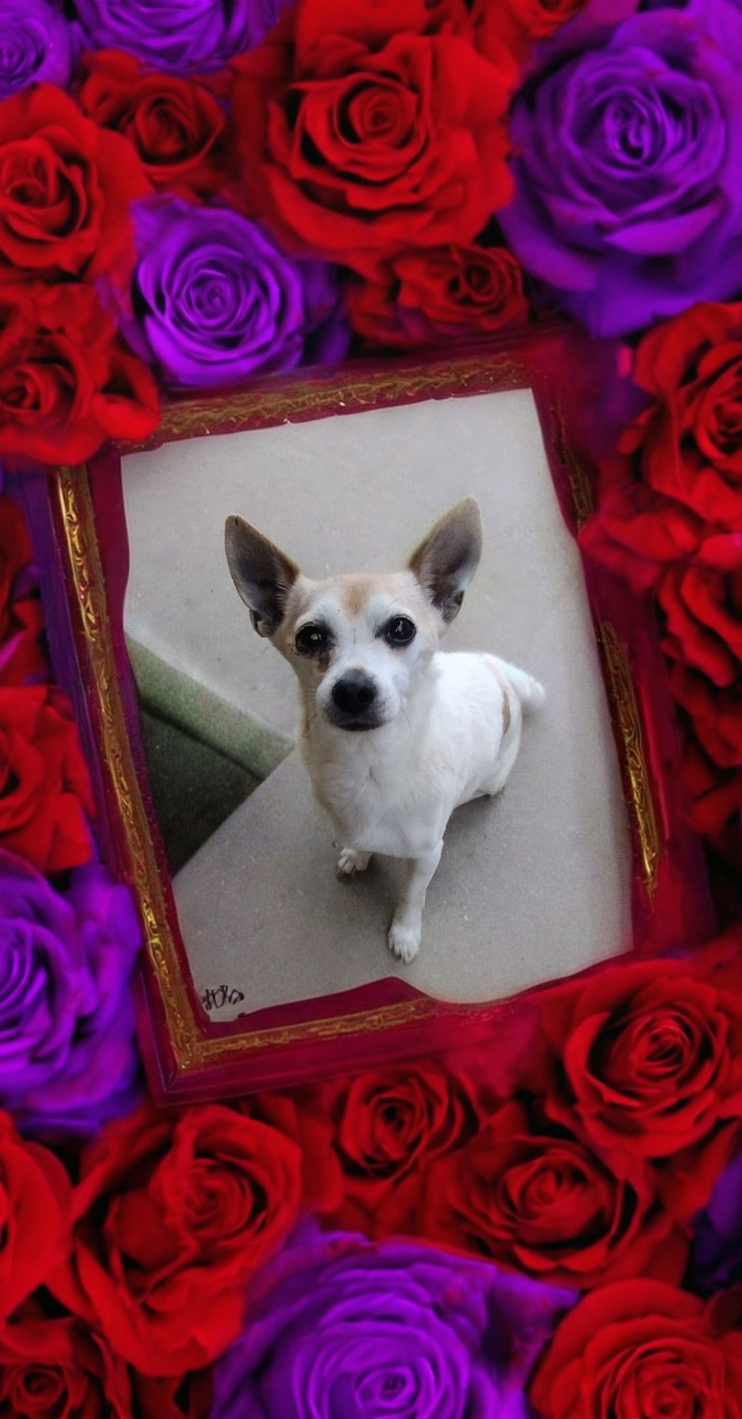 HARRY - Chihuahua available for adoption