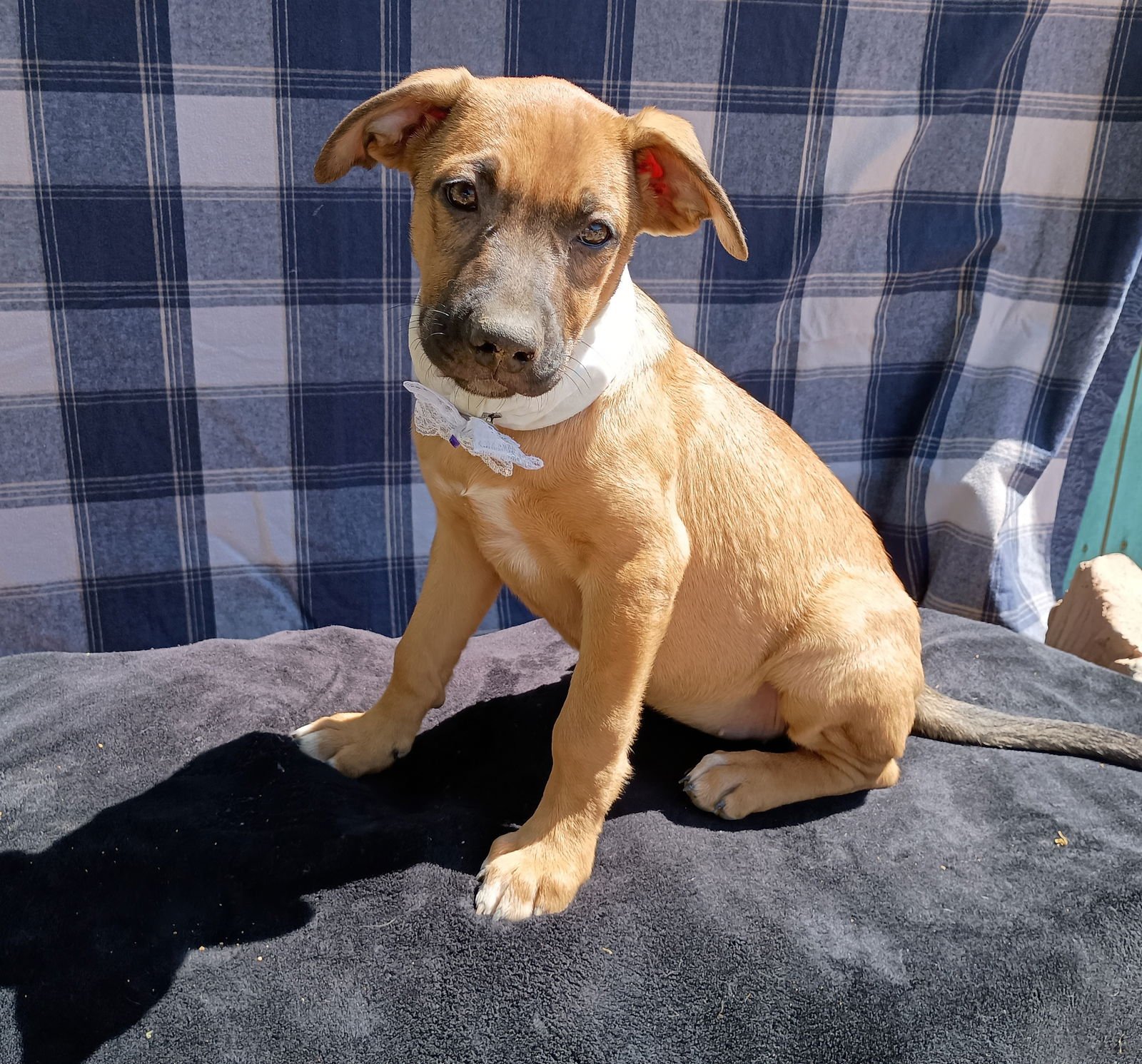 PADMA - Terrier available for adoption