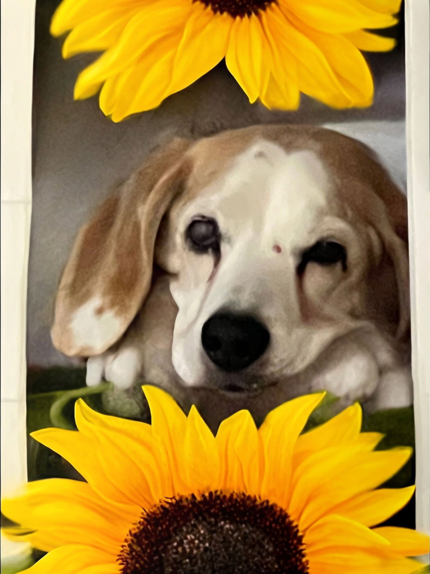 SOLO- A.K.A. GUNNER - Beagle available for adoption