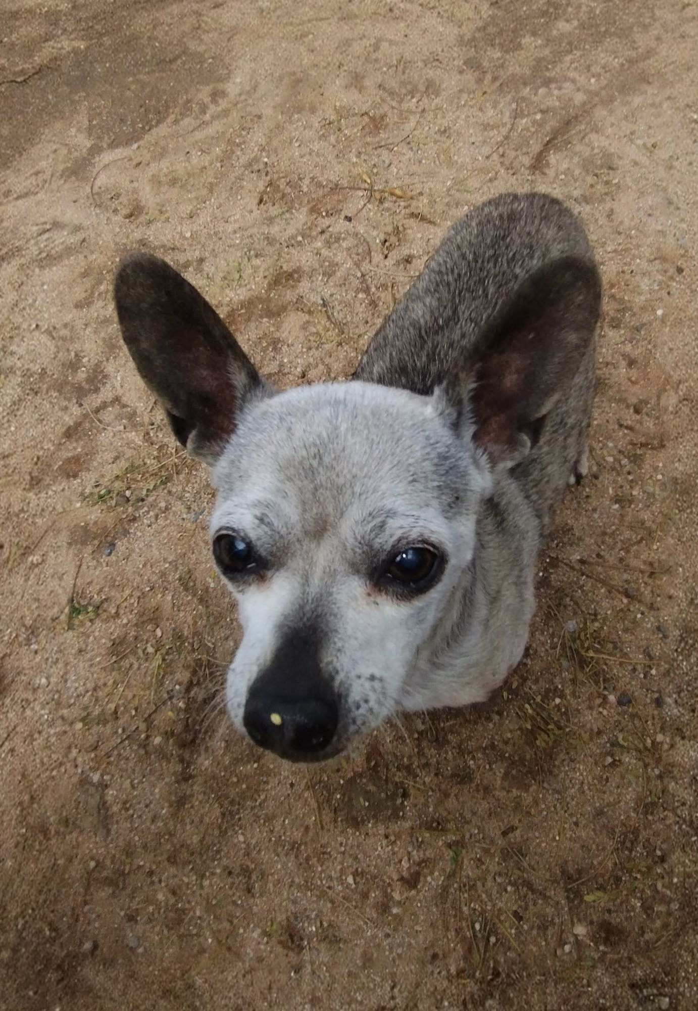 OZZY - Chihuahua available for adoption