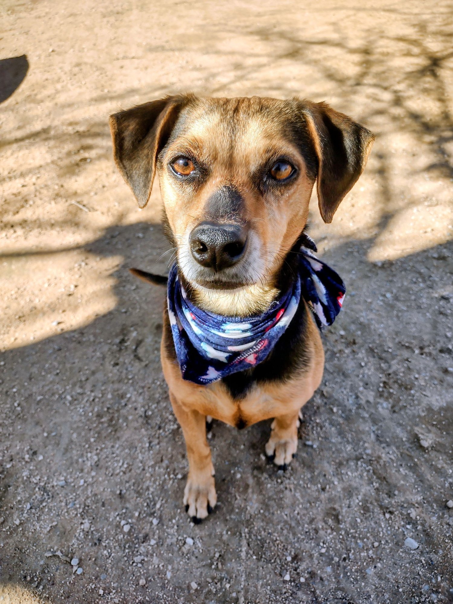 GRACIE - Beagle available for adoption