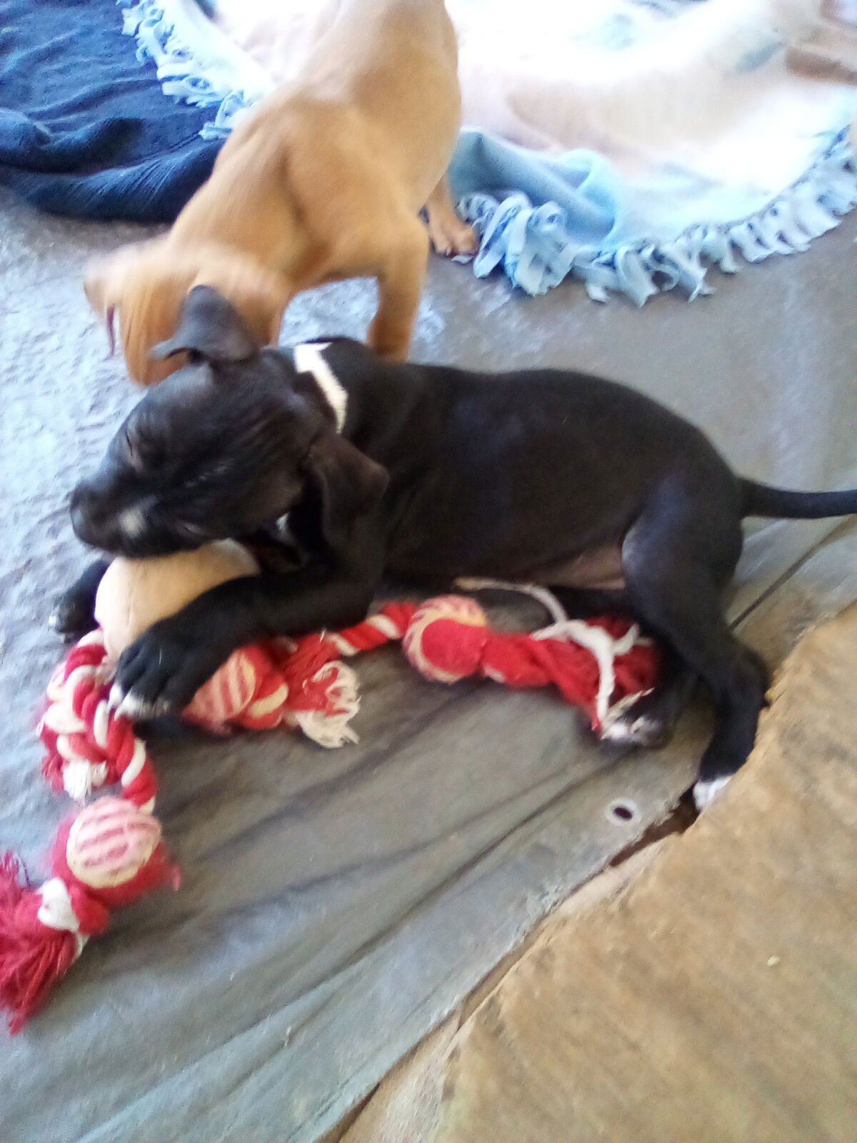 Gamora-in a foster home - Photo 11