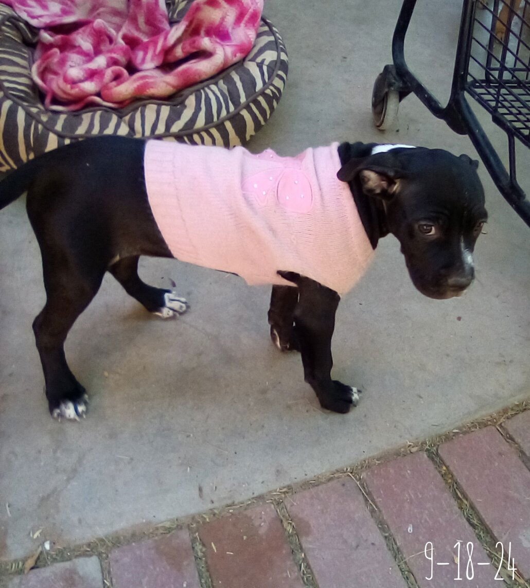 Gamora-in a foster home - Photo 4