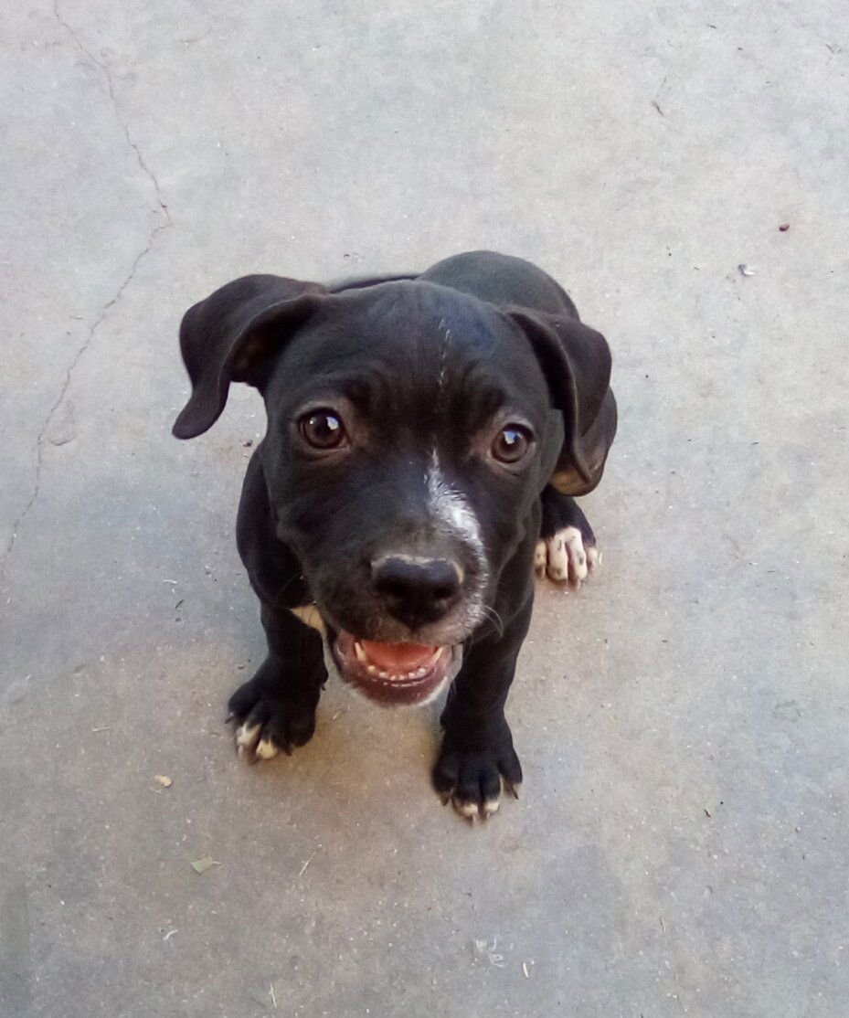 Gamora-in a foster home - Photo 5