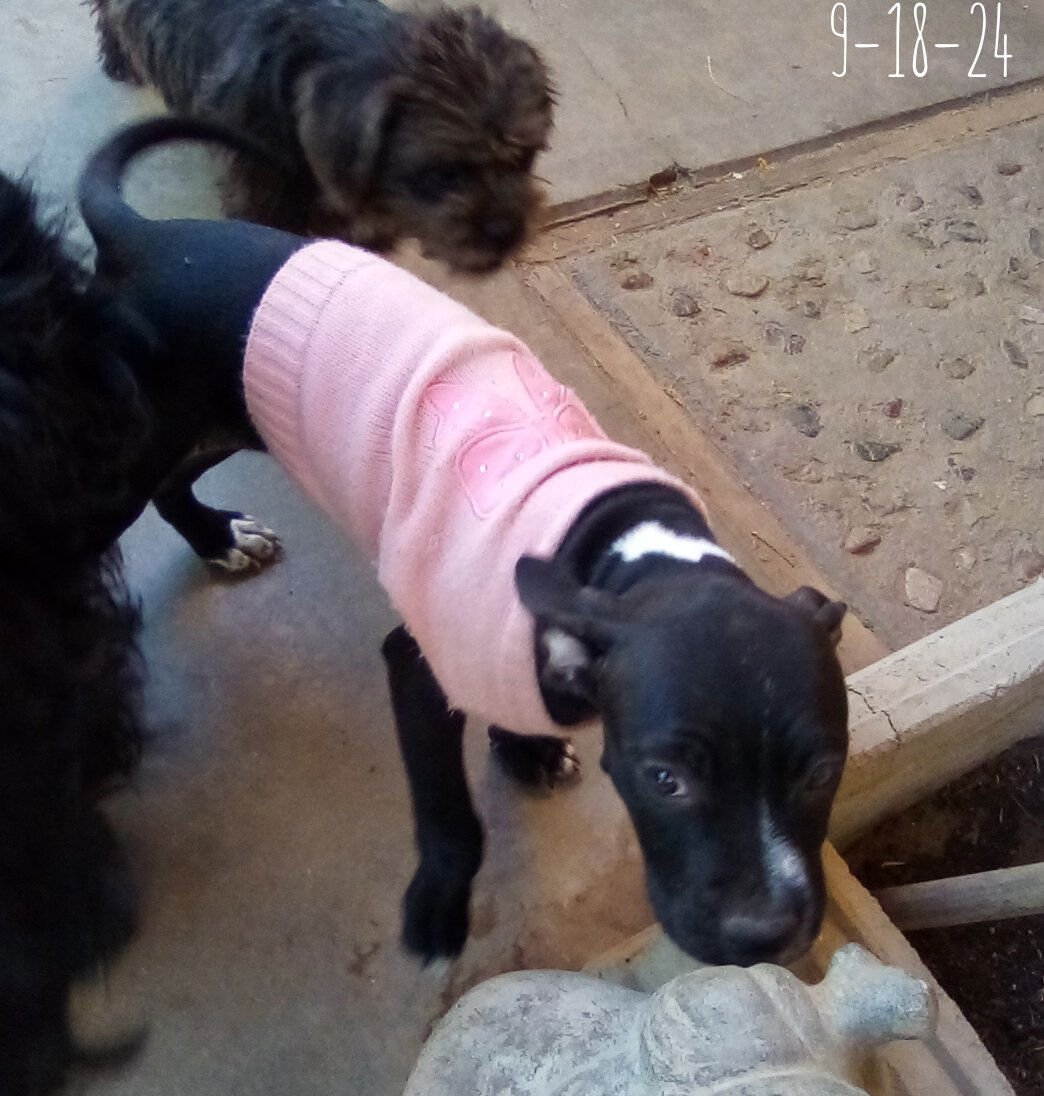 Gamora-in a foster home - Photo 6