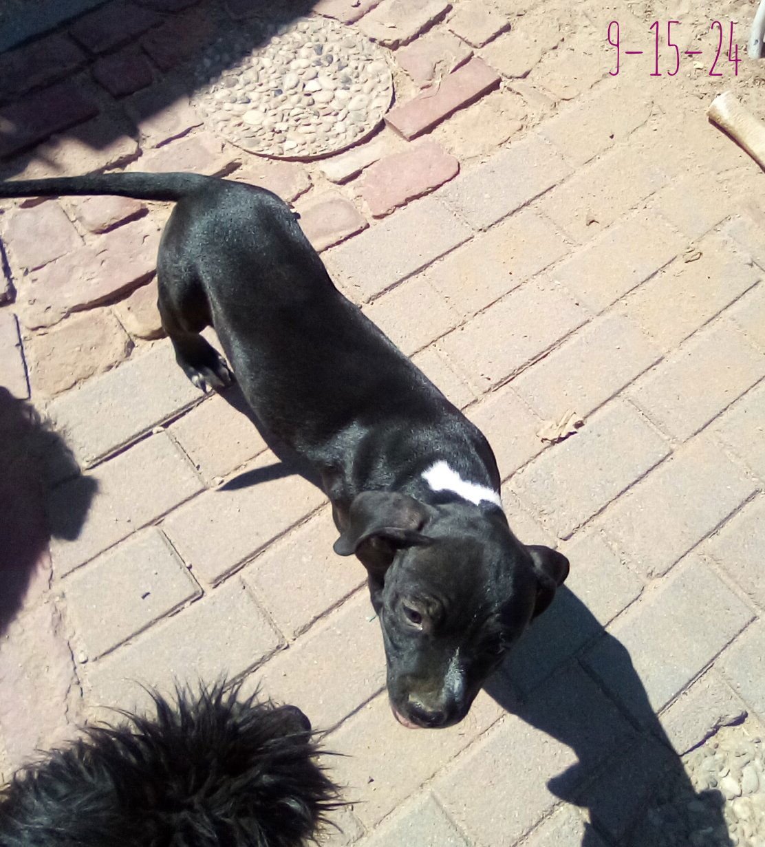 Gamora-in a foster home - Photo 7