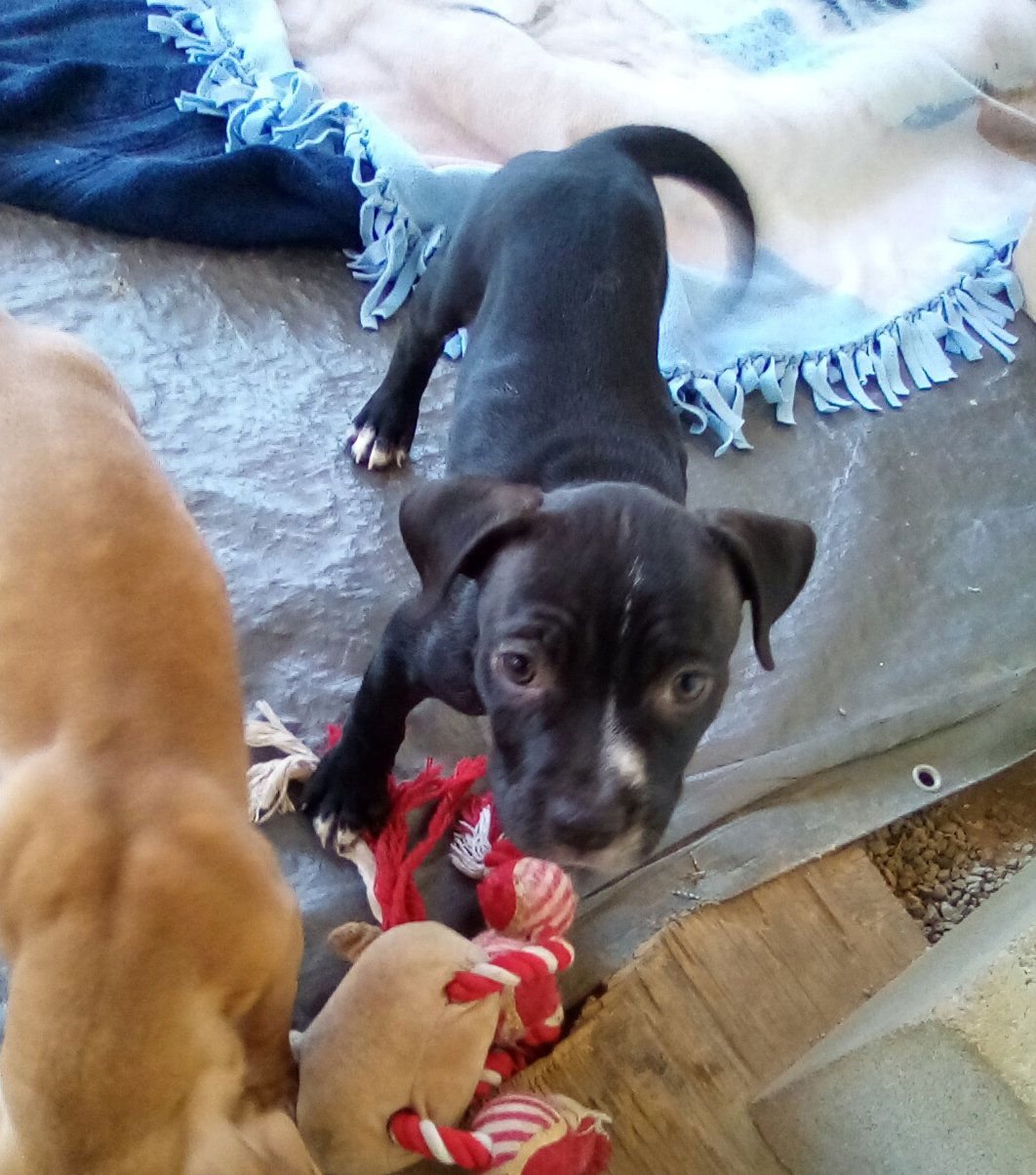 Gamora-in a foster home - Photo 8