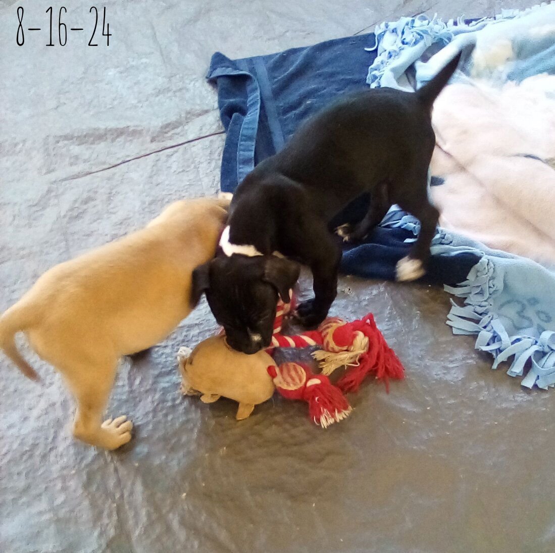 Gamora-in a foster home - Photo 9