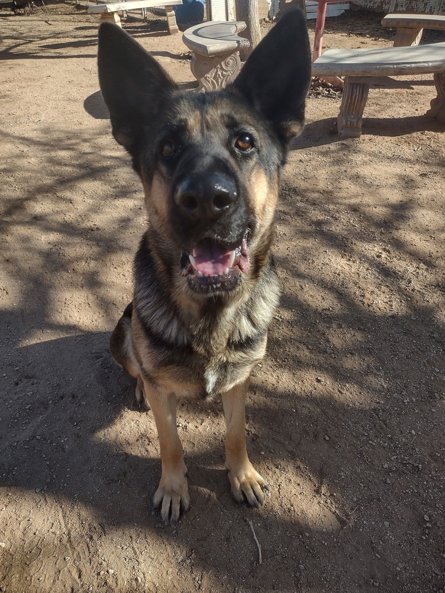 BONNIE - German Shepherd Dog available for adoption
