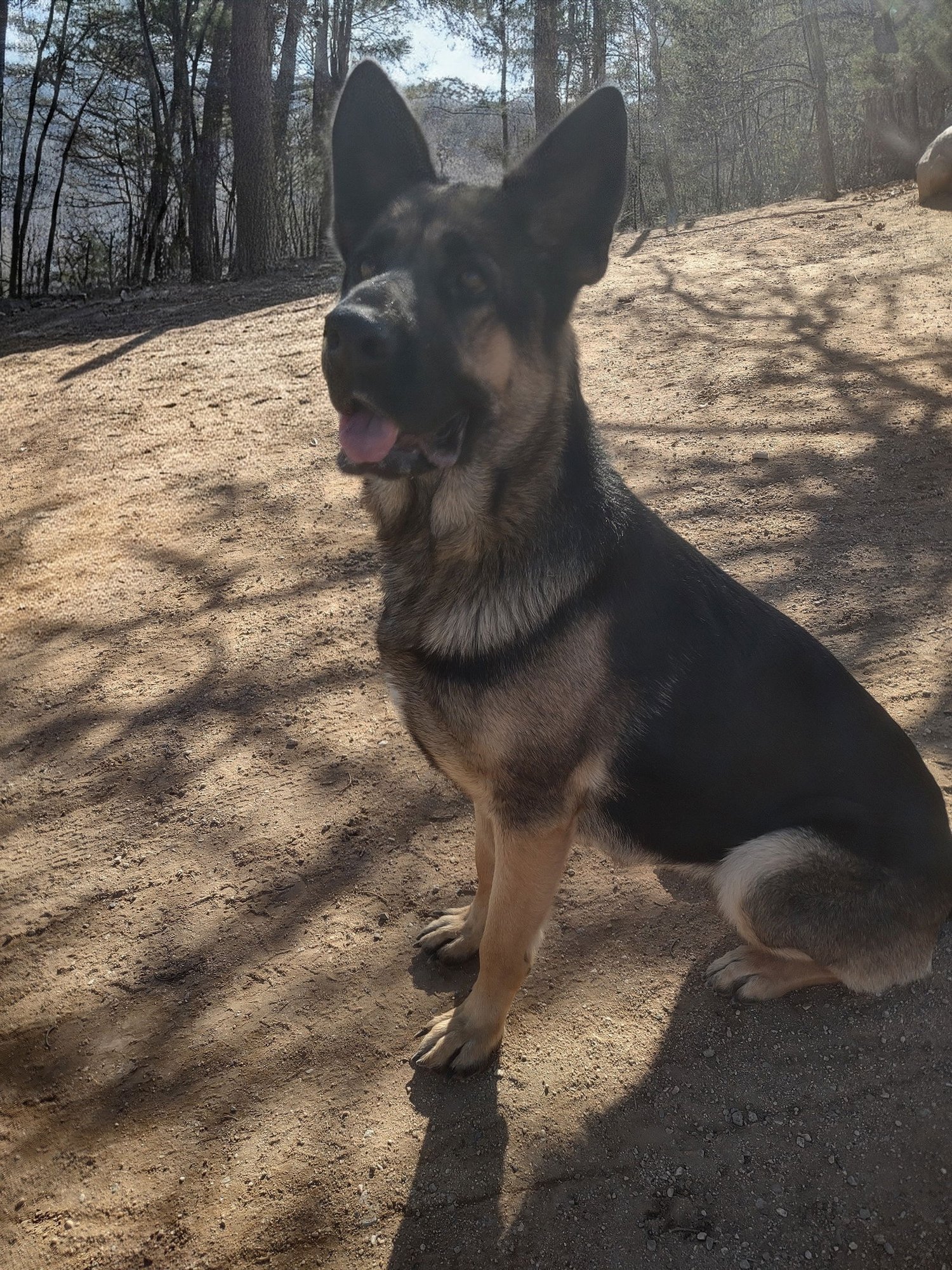 BONNIE - German Shepherd Dog available for adoption