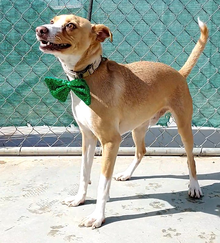 MILO - Terrier available for adoption