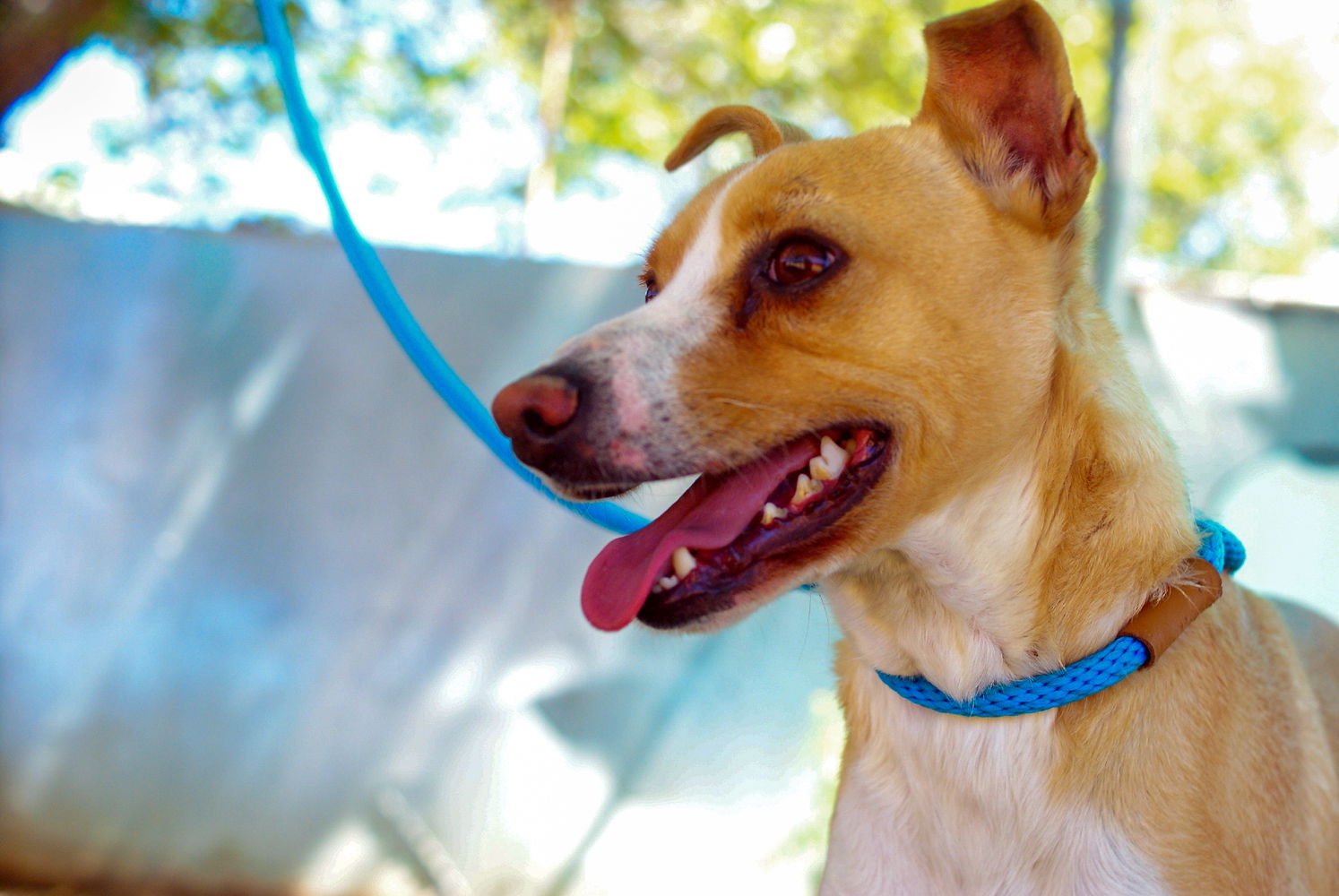 MILO - Terrier available for adoption