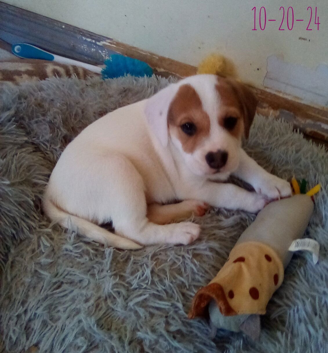 THELMA LOU - OF BEA'S PUPS - Beagle available for adoption