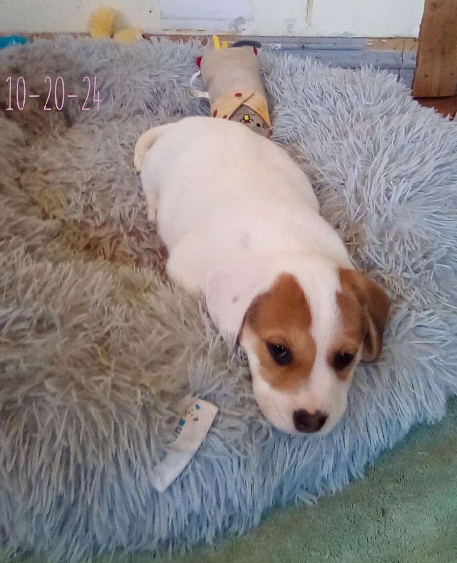 THELMA LOU - OF BEA'S PUPS - Beagle available for adoption