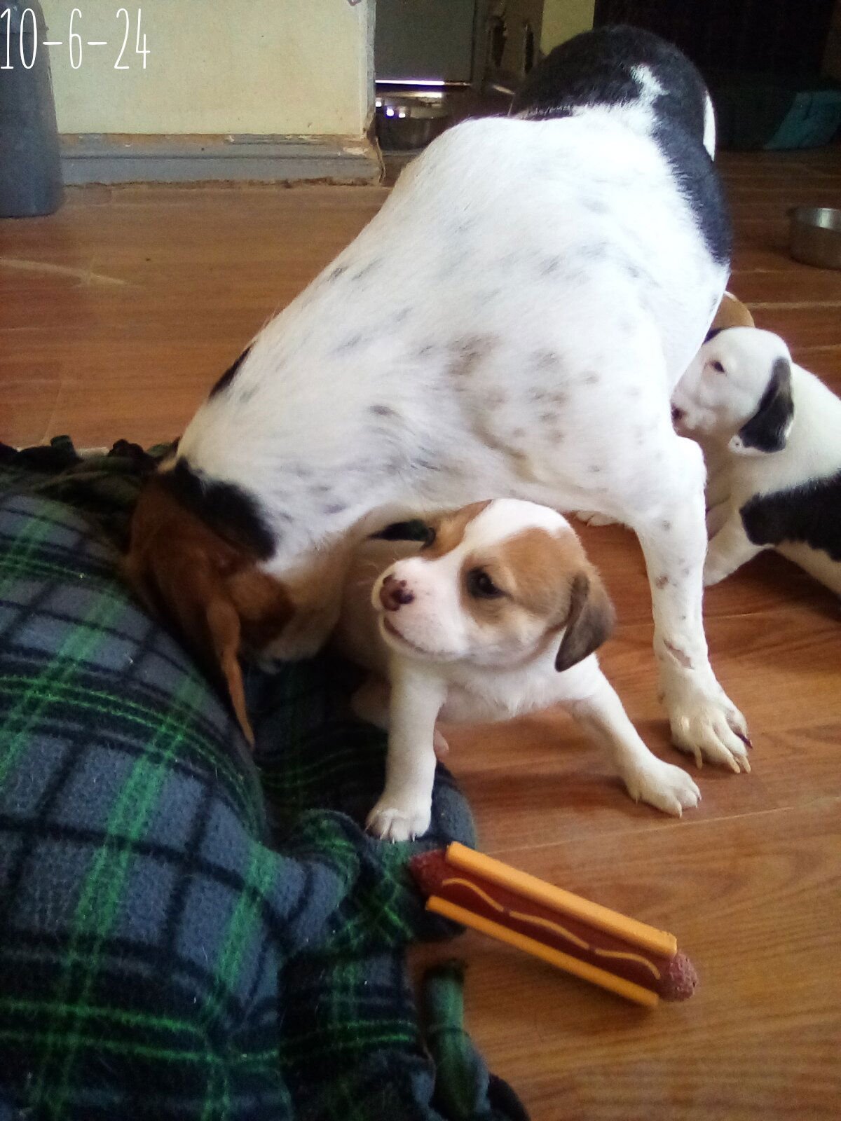 Thelma Lou - of Bea's pups - Photo 3