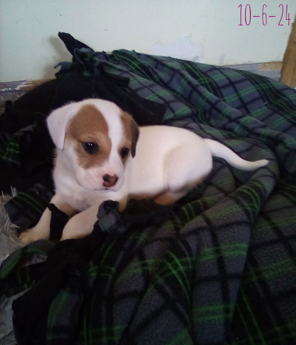 Thelma Lou - of Bea's pups - Photo 4