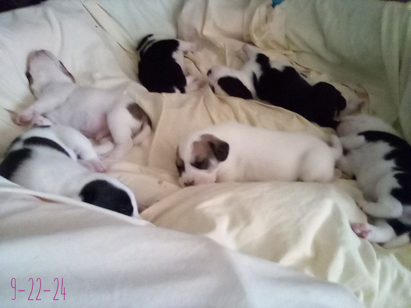 Thelma Lou - of Bea's pups - Photo 5