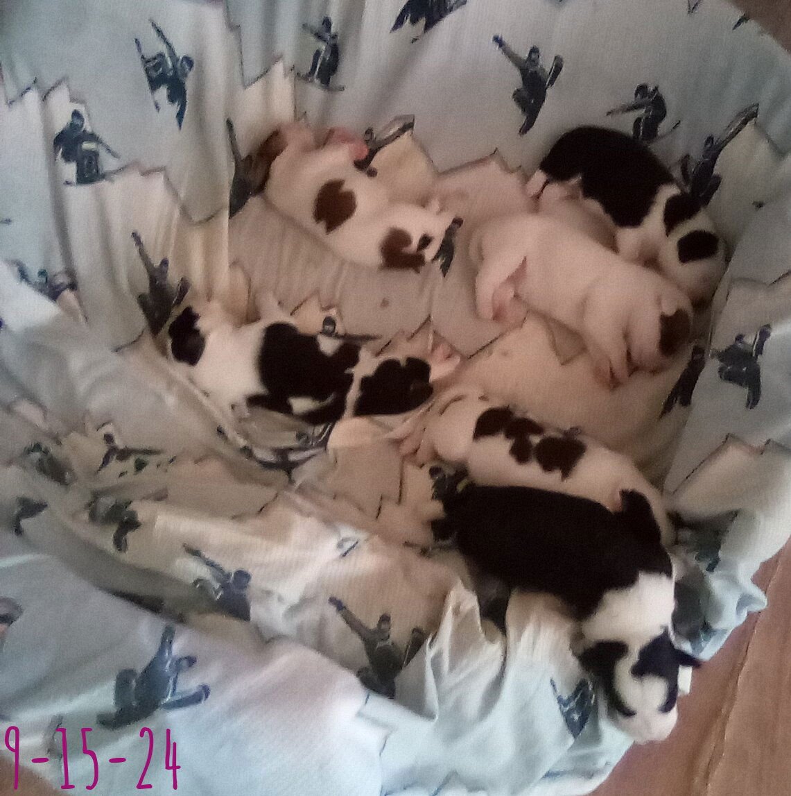 Thelma Lou - of Bea's pups - Photo 6