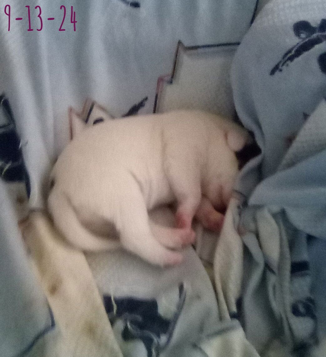 Thelma Lou - of Bea's pups - Photo 7