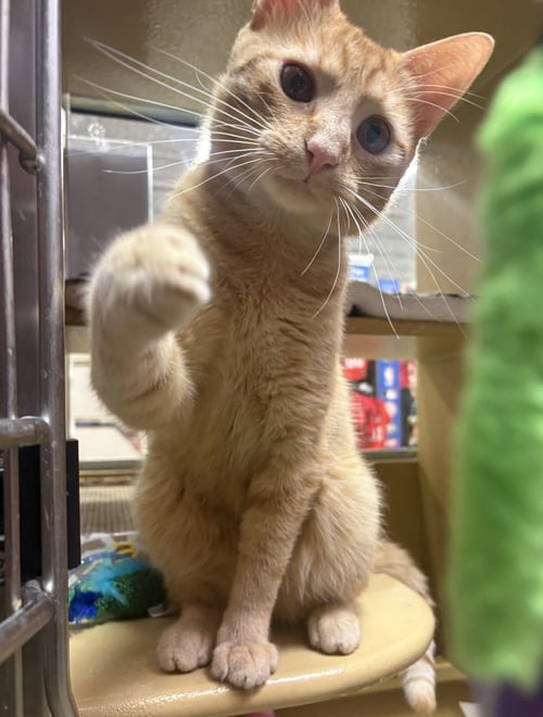 DIXON - Domestic Short Hair available for adoption