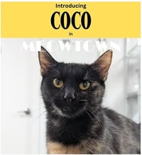 CoCo - Photo 1