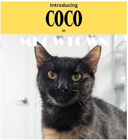 COCO - Domestic Short Hair available for adoption