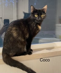 CoCo - Photo 1