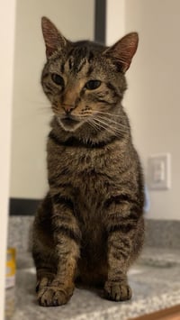 Griffin - Photo 5