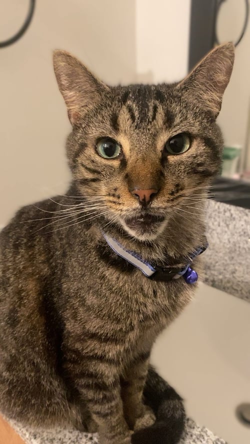 GRIFFIN - Domestic Short Hair available for adoption
