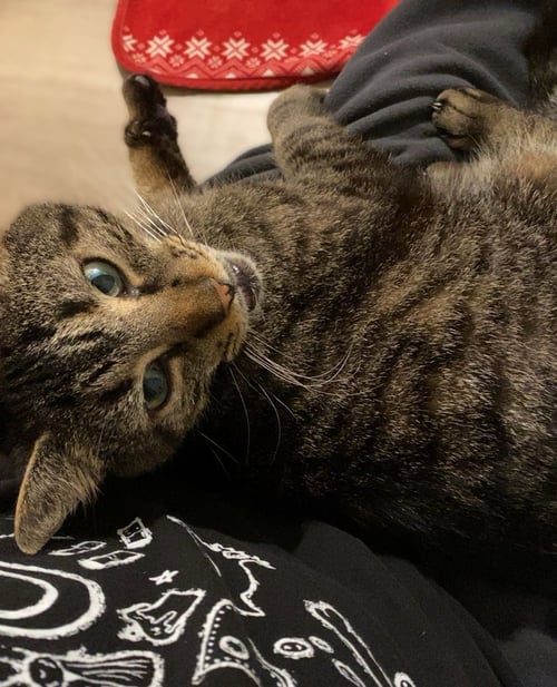GRIFFIN - Domestic Short Hair available for adoption