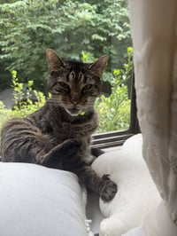 Griffin - Photo 4