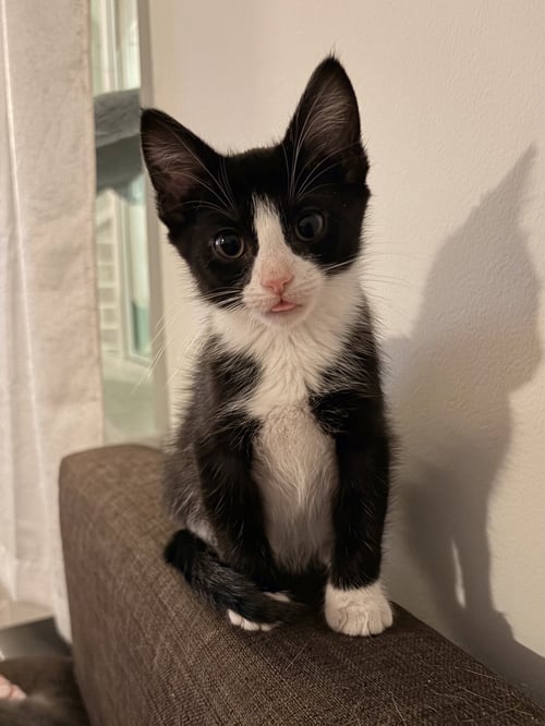 ANAKIN - Domestic Short Hair available for adoption