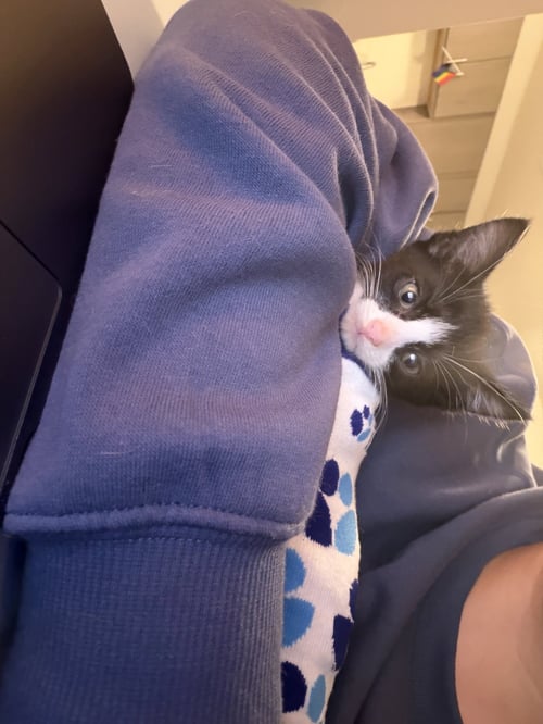 ANAKIN - Domestic Short Hair available for adoption
