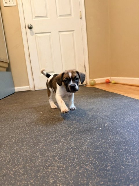 JUNIPER - Beagle available for adoption