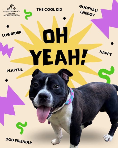 YAY - Pit Bull Terrier available for adoption